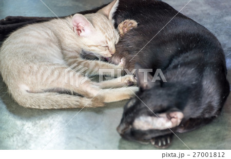 Little white kitten cute hug mom cat Little white kitten cute hug mom cat 27001812