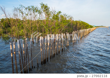 Mangrove tree on coast bay at evening Mangrove tree on coast bay at evening 27002118