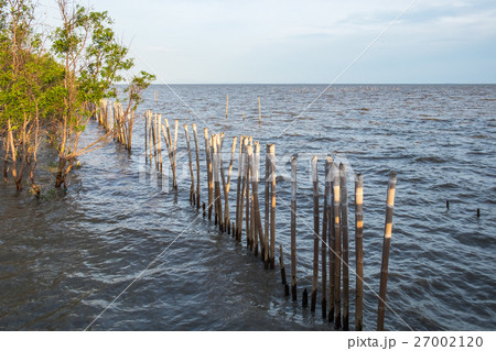 Mangrove tree on coast bay at evening Mangrove tree on coast bay at evening 27002120