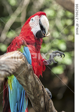 Ara Parrot - Red and Blue Sitting on Branch Ara Parrot - Red and Blue Sitting on Branch 27002566
