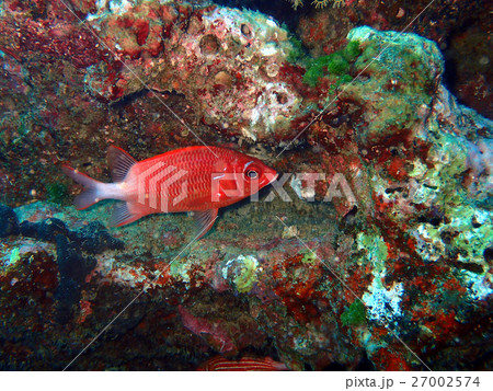 海水魚 海水魚 27002574