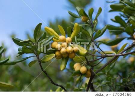 トベラの黄色い果実のアップ 27004566
