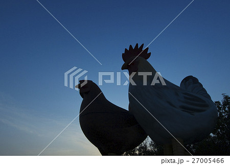 にわとりイメージ イメージ素材 ニワトリ 雄鶏と雌鳥 にわとりイメージ イメージ素材 ニワトリ 雄鶏と雌鳥 27005466