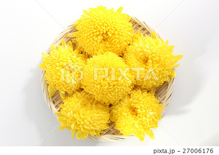 食用菊 食用菊 27006176