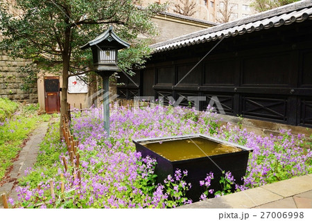 春の東京観光スポット・湯島聖堂の境内に咲き乱れるハナダイコンの花・横位置 春の東京観光スポット・湯島聖堂の境内に咲き乱れるハナダイコンの花・横位置 27006998