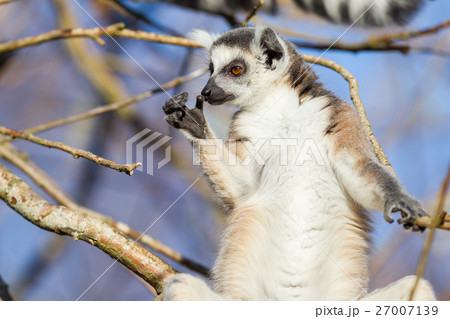 Ring-tailed lemur (Lemur catta) 27007139