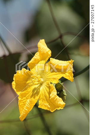 ヘチマの花 ヘチマの花 27007145