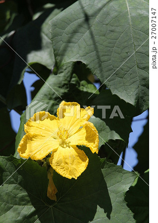 ヘチマの花 ヘチマの花 27007147