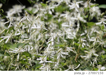 センニンソウ 27007150