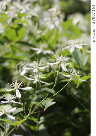 センニンソウ センニンソウ 27007163