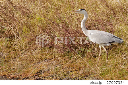 草原でたたづむアオサギ 27007324