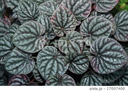 Green Leaves Background Green Leaves Background 27007400