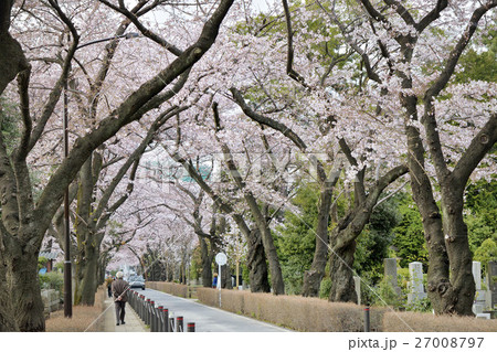 桜並木 青山霊園 桜並木 青山霊園 27008797