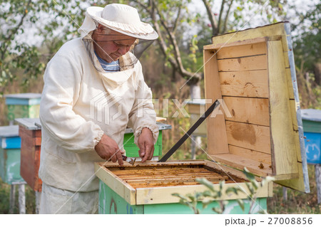 Beekeeper is working with bees and beehives on the Beekeeper is working with bees and beehives on the 27008856