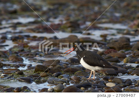 Magellanic Oystercatcher Magellanic Oystercatcher 27009407