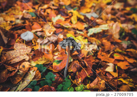 Coprinopsis picacea mushroom in the forest 27009705