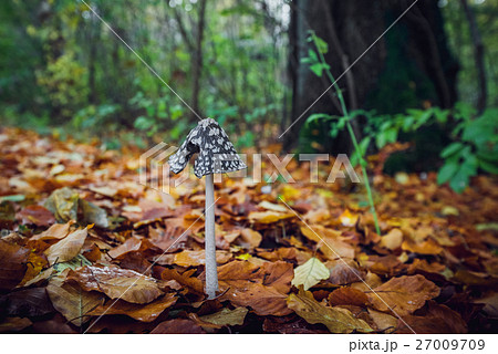 Coprinopsis picacea mushroom with a tall stalk Coprinopsis picacea mushroom with a tall stalk 27009709