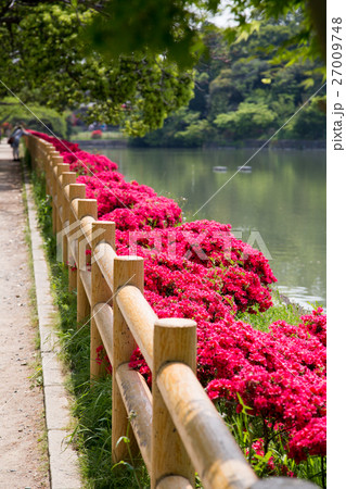 長岡天満宮八条ヶ池、満開のキリシマツツジと新緑の天蓋 長岡天満宮八条ヶ池、満開のキリシマツツジと新緑の天蓋 27009748