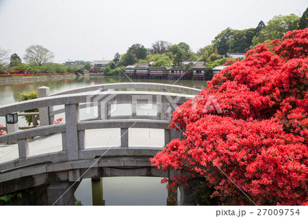 長岡天満宮、石橋と八条ヶ池に満開のキリシマツツジ 27009754