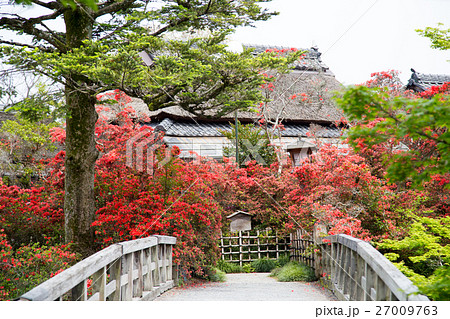 長岡天満宮、錦水亭に満開のキリシマツツジ 27009763