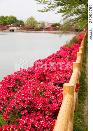 長岡天満宮八条ヶ池、池畔を散策し満開のキリシマツツジを眺める 長岡天満宮八条ヶ池、池畔を散策し満開のキリシマツツジを眺める 27009764