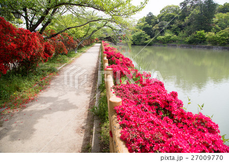 長岡天満宮、満開のキリシマツツジに囲まれて八条ヶ池の畔を散策する 長岡天満宮、満開のキリシマツツジに囲まれて八条ヶ池の畔を散策する 27009770