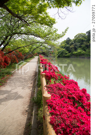 長岡天満宮、満開のキリシマツツジに囲まれて八条ヶ池の畔を散策する 27009771