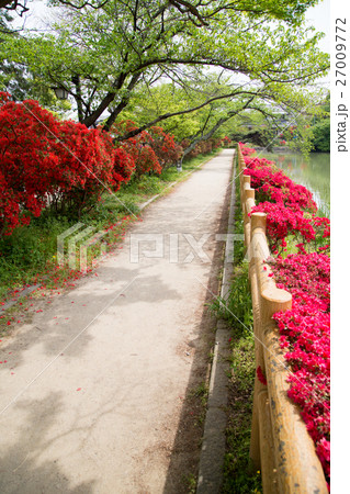 長岡天満宮、満開のキリシマツツジに囲まれて八条ヶ池の畔を散策する 27009772