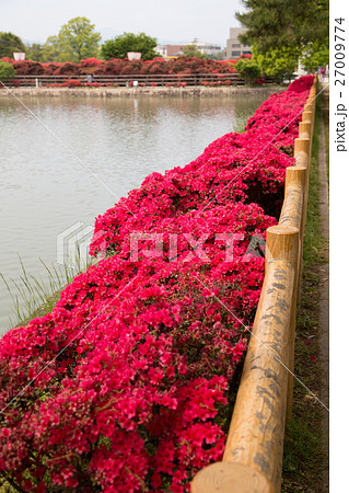 長岡天満宮八条ヶ池、池畔を散策し満開のキリシマツツジを眺める 27009774