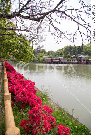 長岡天満宮八条ヶ池を散策し満開のキリシマツツジと錦水亭の座敷を臨む 27009775