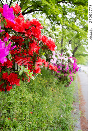 長岡天満宮、丹波街道の路傍を彩る色とりどりのツツジ 27009778