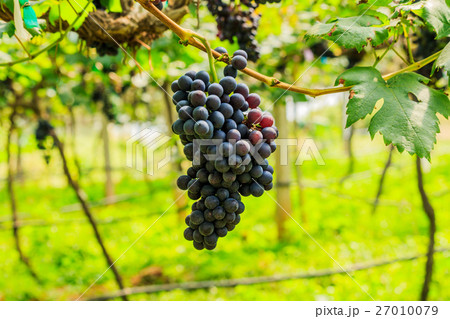 large bunches of red wine grapes hang from a vine 27010079