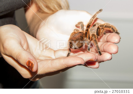 Spider in the hands of Spider in the hands of 27010331