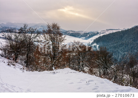 forest in rural area in winter mountains 27010673