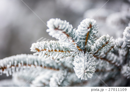 Pine tree branches covered frost in snow. Pine tree branches covered frost in snow. 27011109