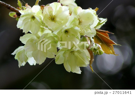 黄色い桜:ウコンザクラ 黄色い桜:ウコンザクラ 27011641