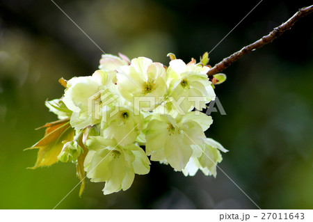 黄色い桜:ウコンザクラ 黄色い桜:ウコンザクラ 27011643