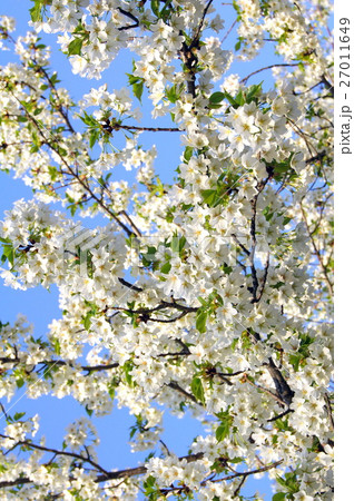 サクラ(i大島桜) サクラ(i大島桜) 27011649