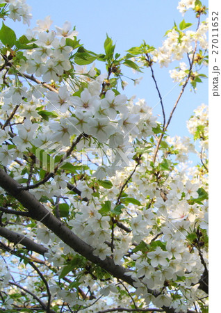 サクラ(i大島桜) サクラ(i大島桜) 27011652