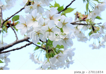 サクラ(i大島桜) サクラ(i大島桜) 27011654