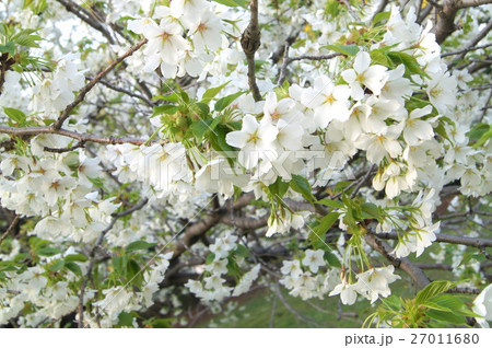 サクラ(i大島桜) サクラ(i大島桜) 27011680