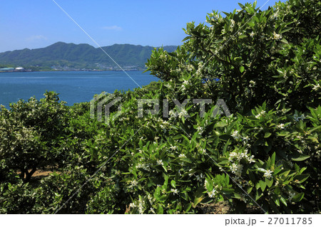 ネーブルの花（ レモン谷 ） 27011785