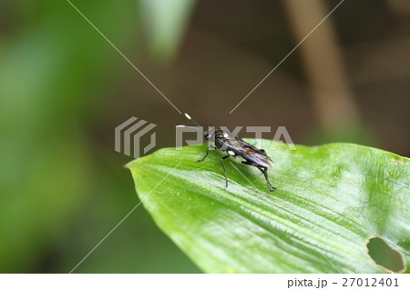 生き物 昆虫 ツマジロクロハバチ、幼虫の食草はニワトコ。成虫は初夏に見られます 生き物 昆虫 ツマジロクロハバチ、幼虫の食草はニワトコ。成虫は初夏に見られます 27012401