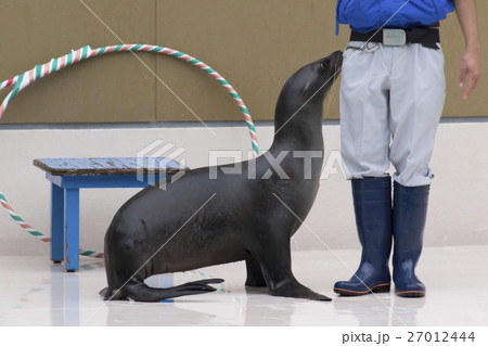 アシカとトレーナー 27012444