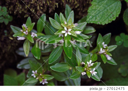 ハマボッス　伊師浜海岸 27012475