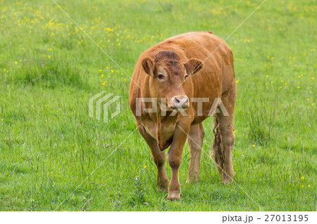 牛さんと私 With cow and me who are pretty 牛さんと私 With cow and me who are pretty 27013195