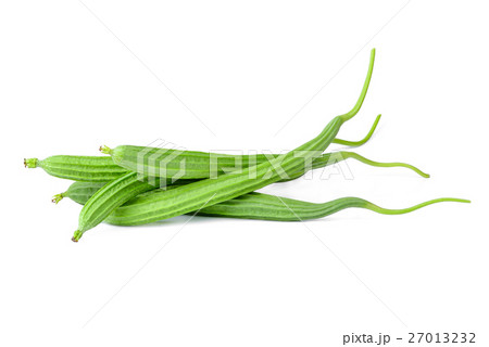 fresh luffa acutangula isolated on white fresh luffa acutangula isolated on white 27013232