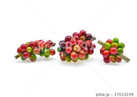 Branches of fresh coffee isolated on white Branches of fresh coffee isolated on white 27013249