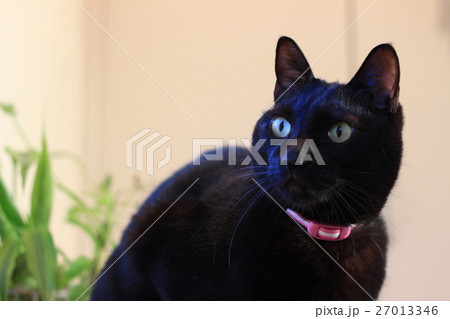 クロネコ 27013346