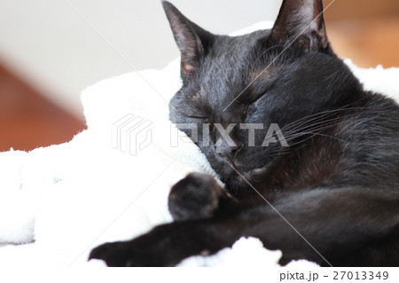 寝ている黒猫 27013349